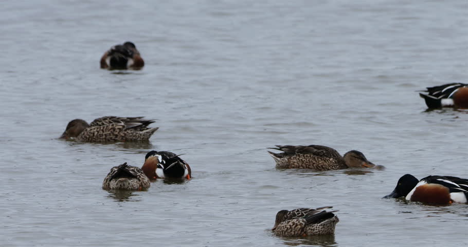 Northern shoveler, Spatula clypeata, the Camargue, France