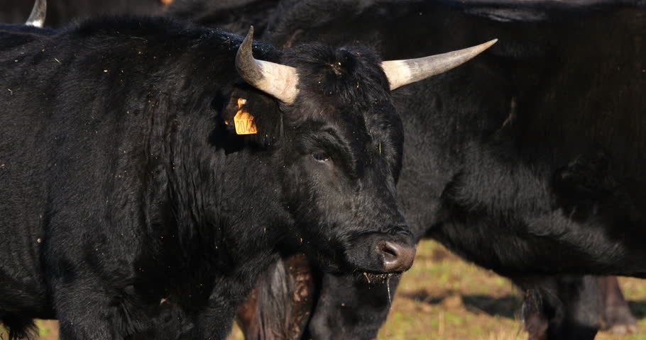 Camargue bulls, Bos taurus, the Camargue, Southern France.