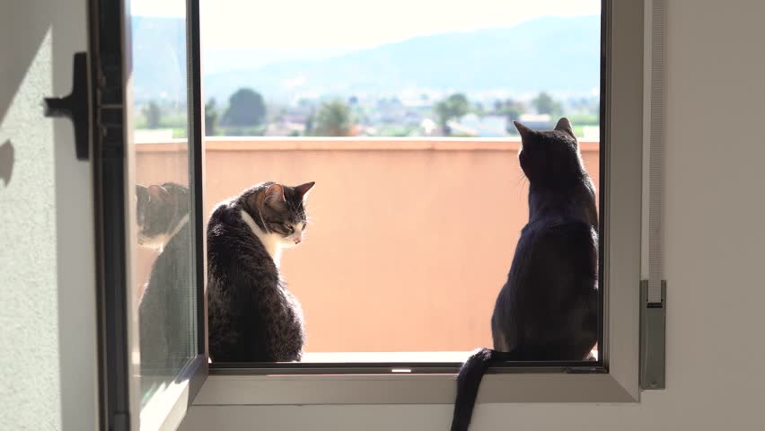 Couple of cats standing at a open window enjoying sun. Rear view of gery and white and black cats standing at a window.