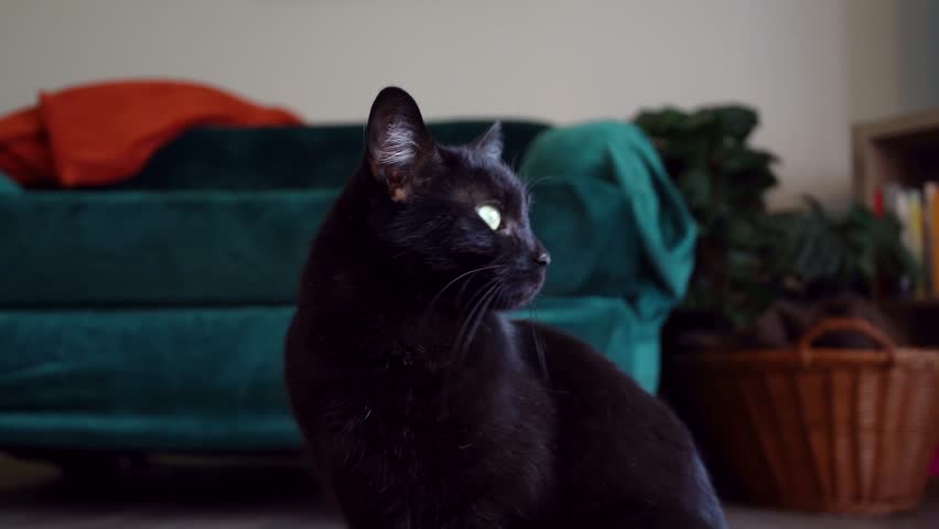 A black cat with bright yellow eyes stares intensely at the camera, moving her head slightly