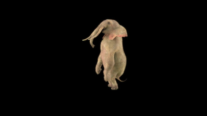 Elephant Dancing 3d rendering animal realistic, Animation 3D, Included in the end of the clip with Luma matte.