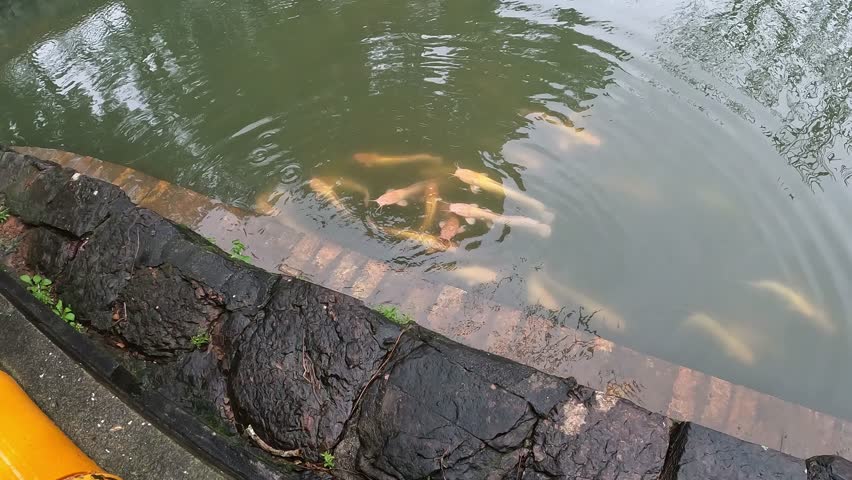 Video of Albino Catfish. Man Feeding Catfish in clear water. Beautiful albino catfish carps 