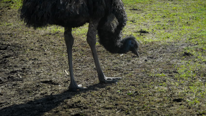 Ostrich emu grazing an open enclosure on ranch, closeup shot