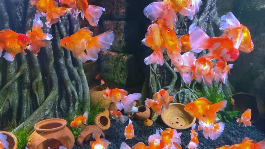 Aquarium with many oranda goldfish. The Oceanarium in Bangkok.