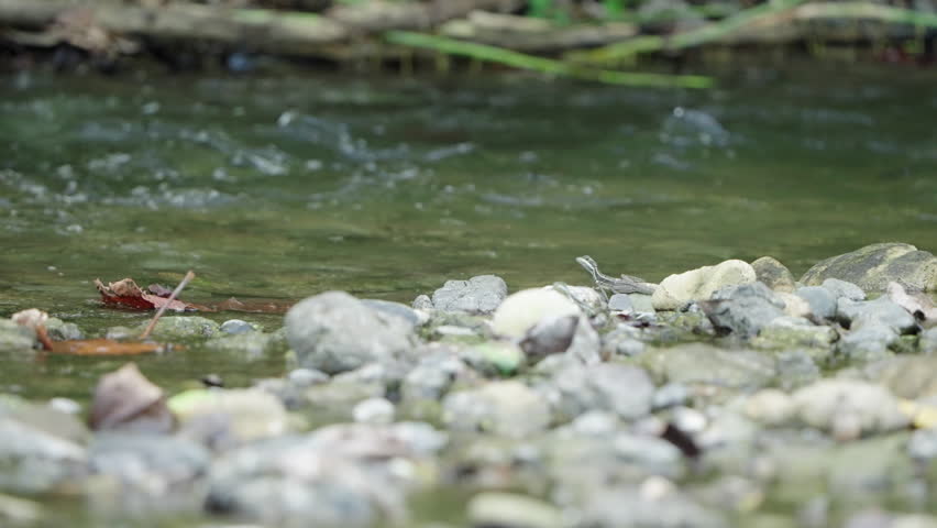 4k long static shot of juvenile brown basilisks (Basiliscus vittatus) running across the water of a flowing river in a Costa Rican rainforest. 