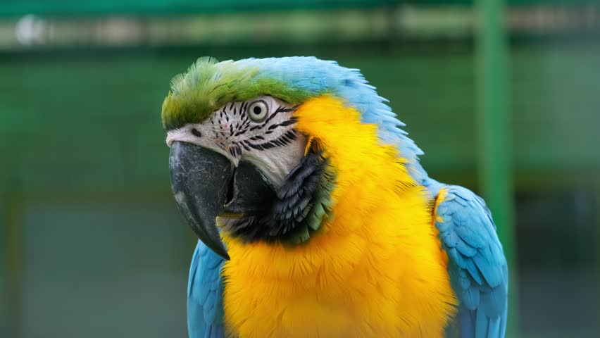 Close-up shot of adult macaw Ara parrot looking around while sitting in a cage in a zoo. Bright blue and yellow color bird portrait with blurred background