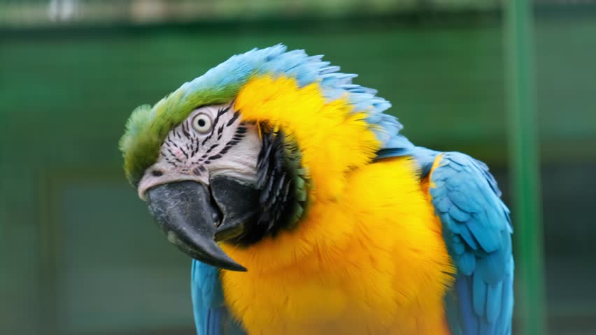 Close-up shot of adult macaw Ara parrot looking around while sitting in a cage in a zoo. Bright blue and yellow color bird portrait with blurred background