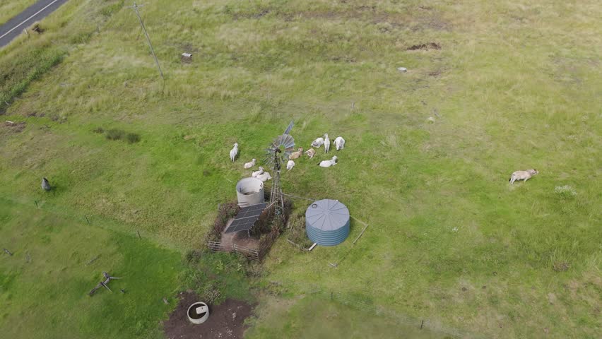 Aerial view of cattle feeding near windmill