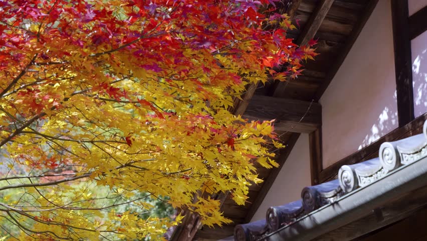 Close up of autumn colors softly waving in wind with Japanese temple roof