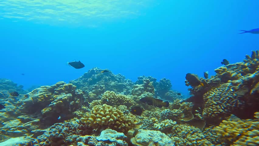 A blacktip reef shark (Carcharhinus melanopterus) swims gracefully from the coral reef below, steadily approaching the camera. Its sleek body and distinctive black-tipped fins stand out against the vi