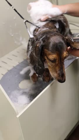 Dachshund with long hair is washed at a pet grooming salon. Dog's head is covered in soap suds while groomer gently works. Animal space for proper hygiene and pampering for pets