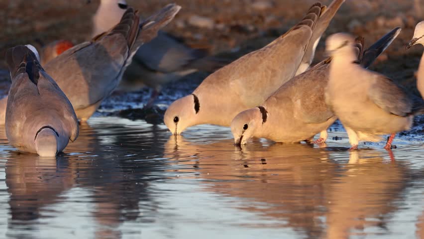 Cape turtle doves (Streptopelia capicola) drinking water, Kalahari desert, South Africa