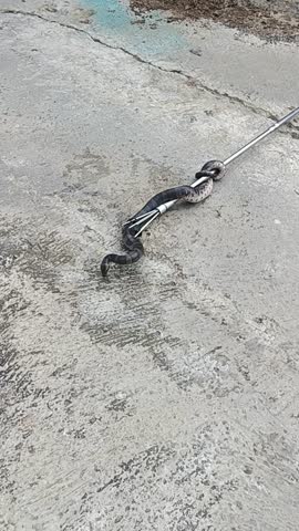Common puff-faced water snake, banded water snake, or bended puff-faced watersnake, known in Indonesia as ular kadut belang, caught with a fish spear. sstk_vectical.