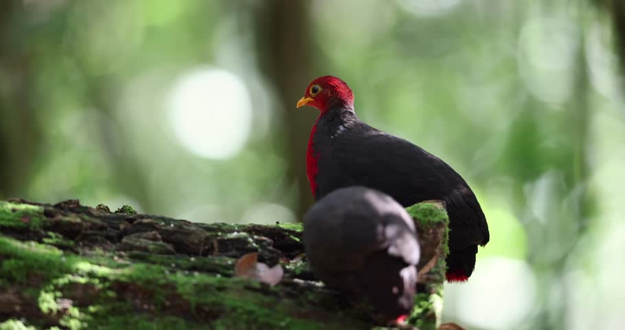 Crimson-headed partridge on deep jungle rainforest, It is endemic to the island of Borneo