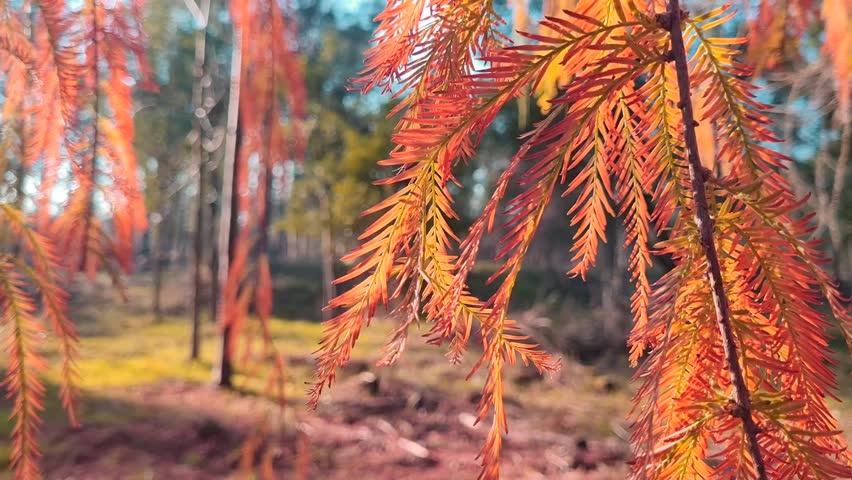 Branches with yellow autumn needles sway quietly in the wind