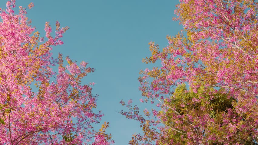 A beautiful cherry blossom tree (Prunus cerasoides) in full bloom against blue sky, Springtime in a serene landscape. Prunus cerasoides, commonly known as the wild Himalayan cherry