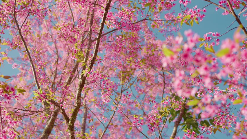 Beautiful Prunus cerasoides tree, also known as the Thai cherry blossom, in full bloom with delicate pink flowers covering its branches. Prunus cerasoides, commonly known as the wild Himalayan cherry