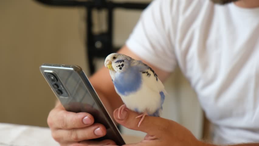 Budgerigar playing with handsome man. Cute Budgie. Funny blue purple parakeet sitting on smartphone. Domestic Animals and gadgets. Pet and phone. Friendship, relationship with Pets. Humor. Technology