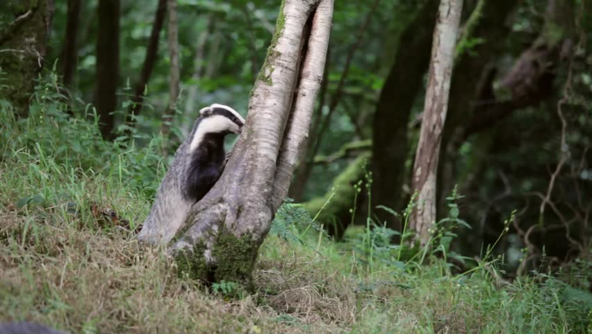 Badgers feeding in the evening, in countryside near Tiverton, Devon, England, United Kingdom