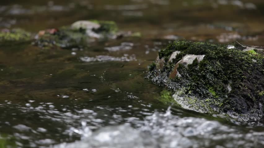 Dipper (Cinclus cinclus) feeding in the fast flowing East Lyn River, near Lynmouth, Exmoor National Park, Devon, England, United Kingdom