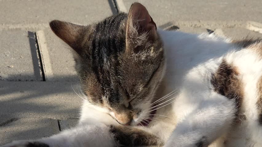 Cat Face, Kitten Portrait Washing in Farm Yard, Animal View, Pussy Cat Sitting in Garden