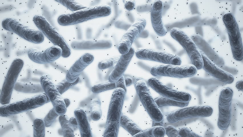 Lactobacillus bacteria, probiotic medical background 3d illustration.