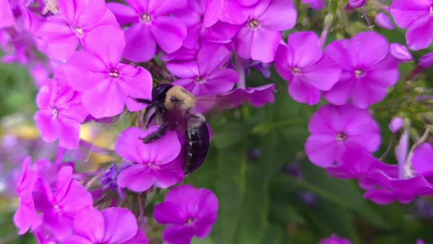 Bright purple flowers attracting a carpenter bee in a lush garden environment