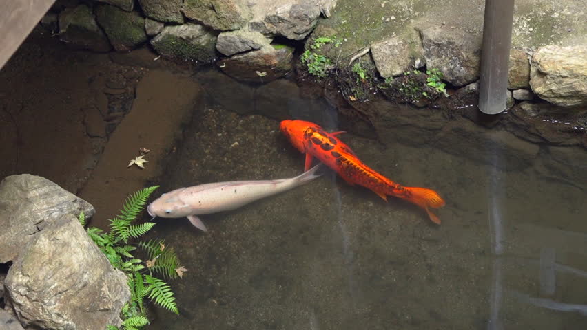 Two koi fish, one white and one orange, swimming gracefully in the water. A smaller koi joins them, creating a peaceful and serene underwater scene.