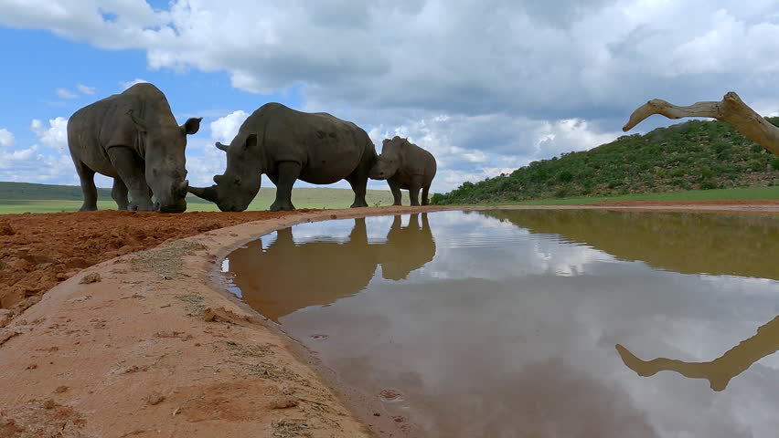 Three majestic white rhinos with big horns next to waterhole on game reserve