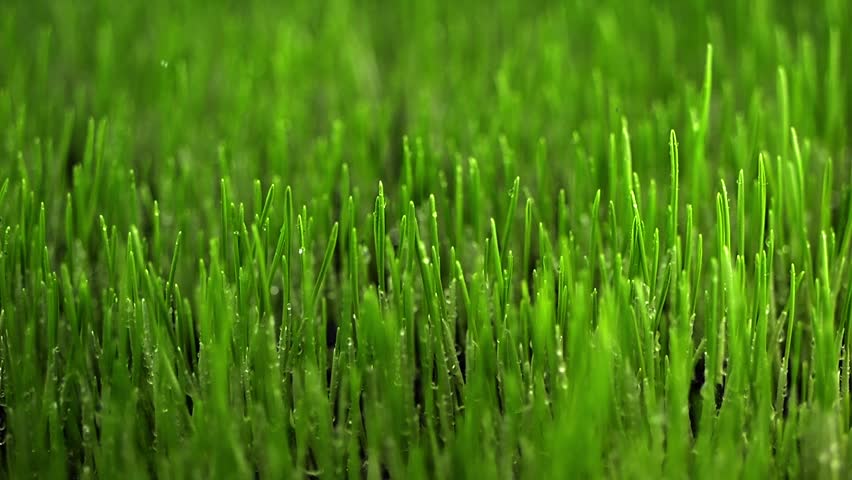 Rain in slow motion lands on a field of young wheat. Water beads on the vibrant green shoots, reflecting sustainable cultivation and irrigation practices.
