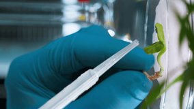 plant analysis, professional male lab technician using pipette dripping chemicals on plants during laboratory research, vertical format - Powered by Shutterstock - Get 15% off with code: PIKWIZARD15