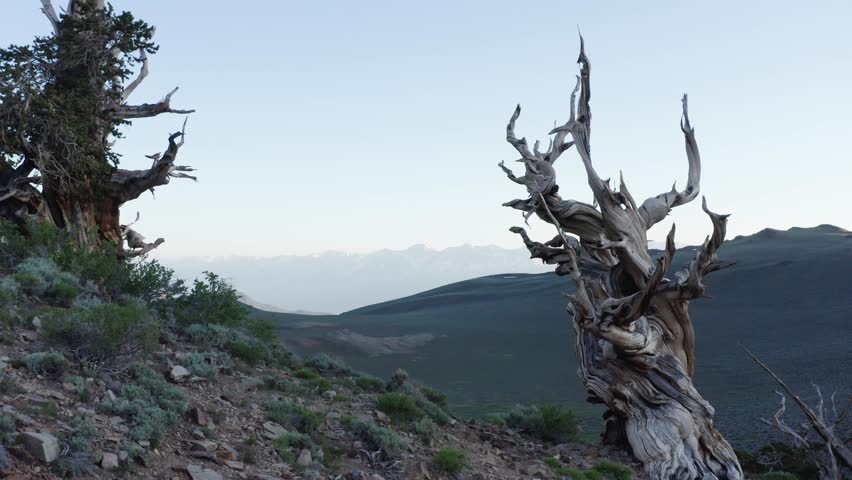 The Ancient Bristlecone Pine Forest is a protected area high in the White Mountains in Inyo County, California, United States. Gnarled trunks and sparse foliage grow on a rocky hillside.