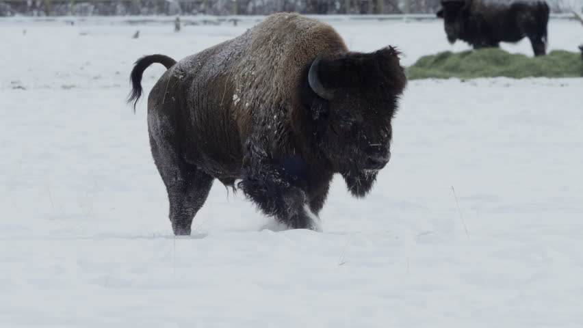 Bison Walking On Snow Covered Field In Whitehorse, Yukon, Canada - Slow Motion
