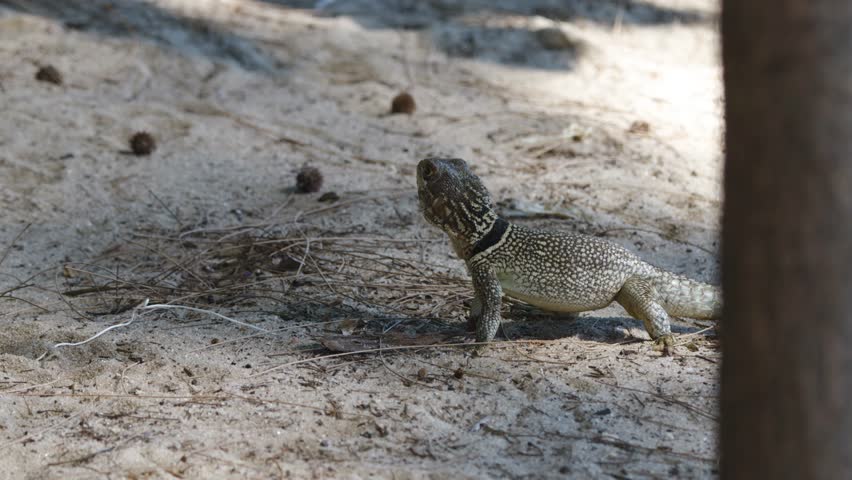The Oklahoma Collared Lizard (Crotaphytus collaris), a North American species known for its large head, powerful jaws, and impressive size of up to 30 cm.