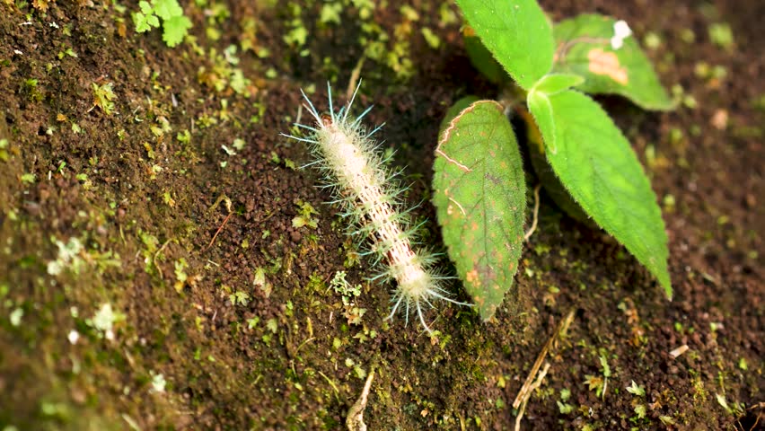 Detailed close-up of a Lonomia caterpillar, known for its venomous nature. Filmed in Costa Rica, this shot captures the intricate patterns of this fascinating yet dangerous creature.