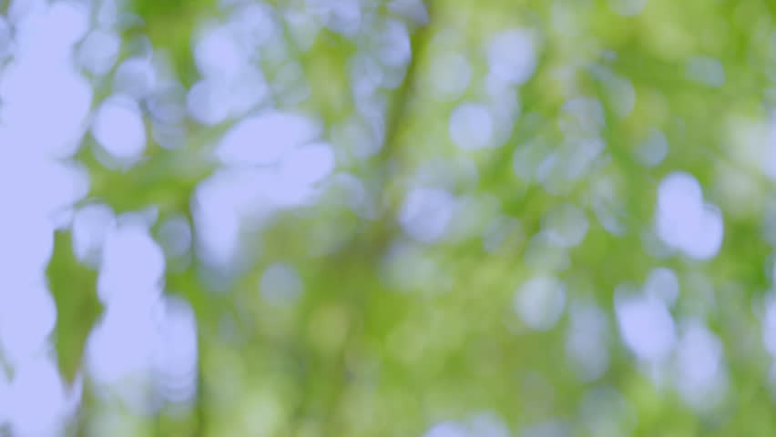 Panning from the bottom and going up shows a blurry shot of the leaves and trees in a public park.