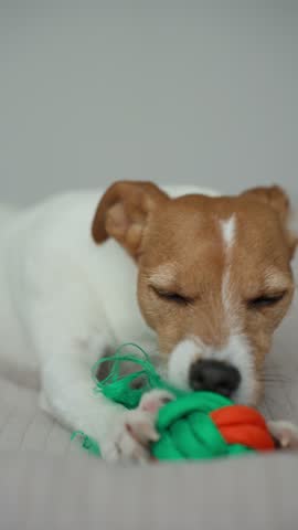 Jack Russell Terrier chewing on colorful green and orange rope toy. Cute dog lying on bed and playing with toy. Pet activity, chewing habits, and dog toys concept