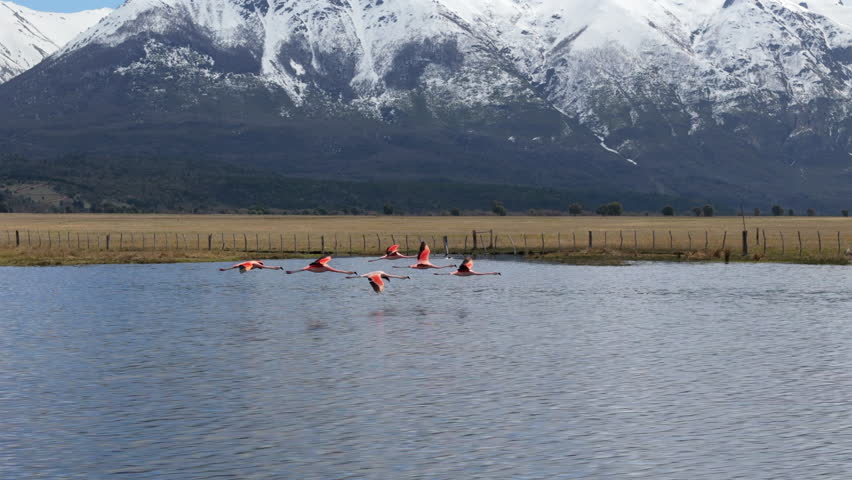Flamingos Flying Together, Snow Capped Mountains in the Background, Beautiful Lake, Epic Close Up Drone Follow Shot, Chubut, Argentina