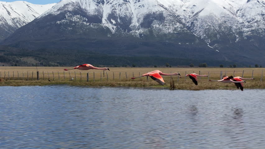 Flamingos Flying Together, Snow Capped Mountains in the Background, Beautiful Lake, Epic Close Up Drone Follow Shot, Chubut, Argentina