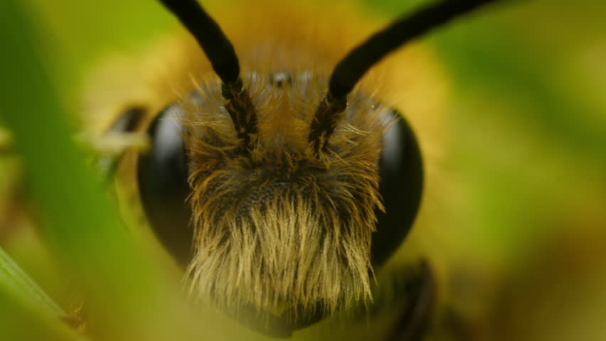 Macro close-up of Andrenidae (early mining bee) face with detailed antennae and fuzzy features