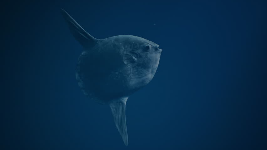 Deep sea moonfish swims to the ocean surface