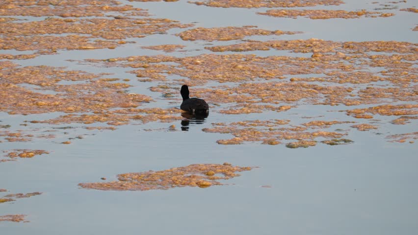 Eurasian coot, fulica atra, swimming on lake in autumn nature. Black and white bird floating on river in spring. Wild dark feathered animal observing on water.
