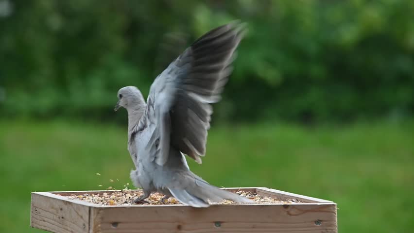 Collard Dove (Streptopelia decaocto) juvenile with immature plumage landing on a garden bird table. Kent, UK [Slow motion x4]