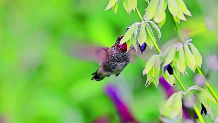 A hummingbird hovers in mid-air, its wings beating rapidly in a blur, allowing it to remain stationary while feeding on nectar from flowers.