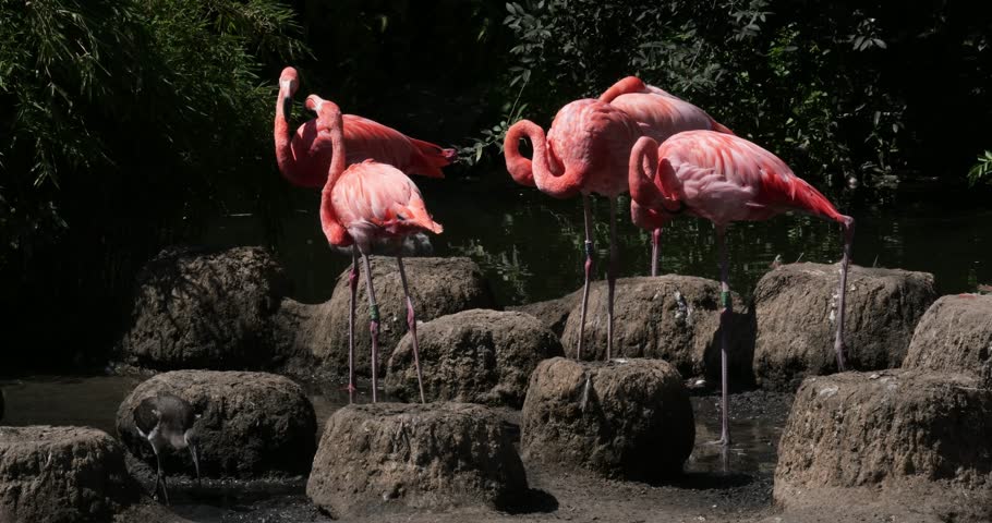 Group of American flamingos (also known as Caribbean flamingos)