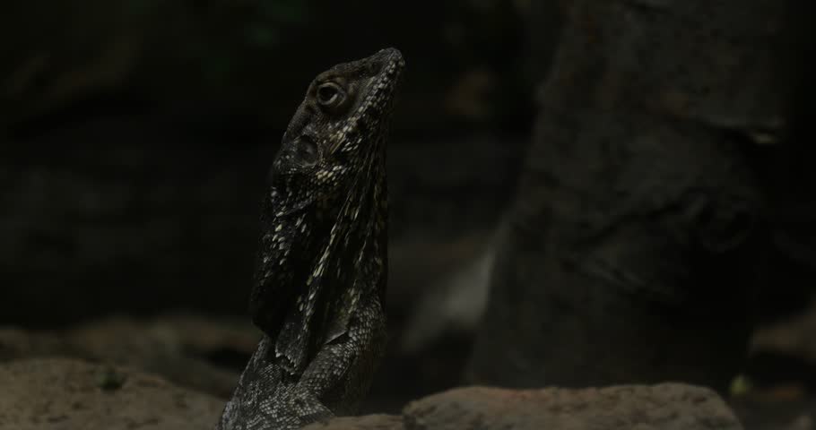 Frilled lizard also known as frilled agama (Chlamydosaurus kingii)
