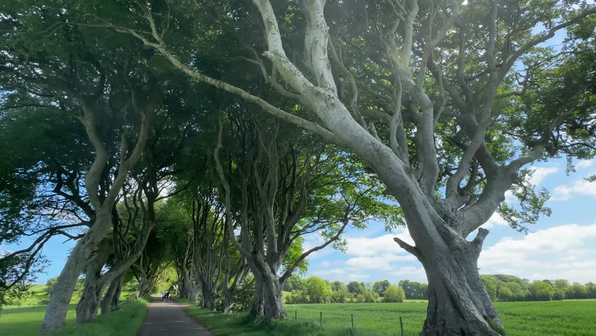 The Dark Hedges, an avenue of beech trees in Northern Ireland