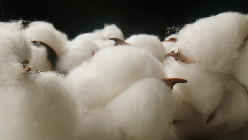 Close Up of Cotton Bolls beautifully displayed against a striking Black Background,