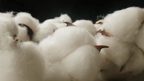 Close Up of Cotton Bolls beautifully displayed against a striking Black Background, - Powered by Shutterstock - Get 15% off with code: PIKWIZARD15