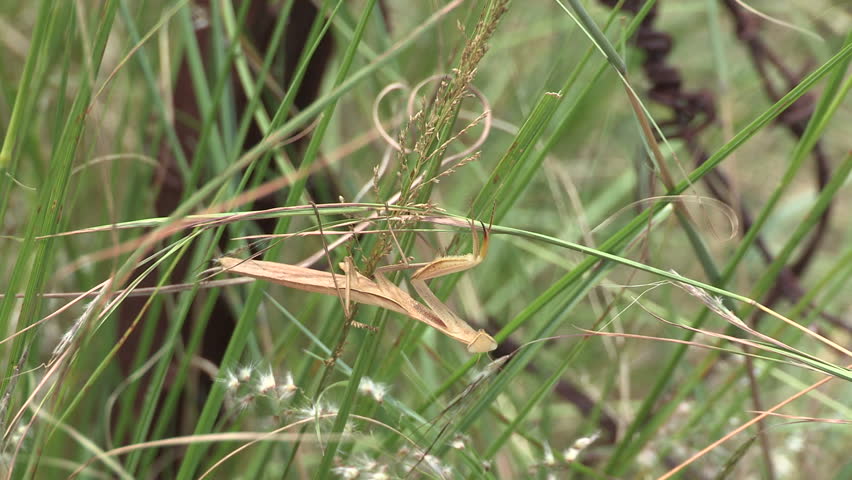 A close up of a praying -mantis hanging upside down on long grass .